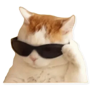 😎 emoji MEMNAYA PAPKA Telegram sticker 17 of 19