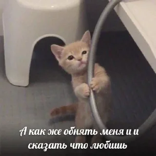 🥺 emoji Больше стиков тут: @stikery4 Telegram sticker 23 of 40