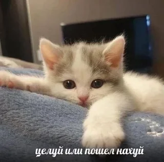 ☺️ emoji Больше стиков тут: @stikery4 Telegram sticker 20 of 40