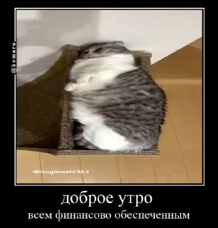 ☺️ emoji Ебучие кошки от @Mr_kamaru Telegram sticker 7 of 71