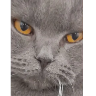 😾 emoji Лепешки-v- Telegram sticker 7 of 61