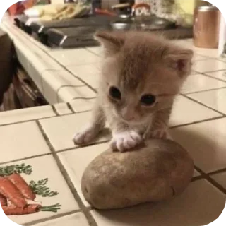 🐱 emoji Мягкие всратыши @meowkyit 2 Telegram sticker 8 of 30