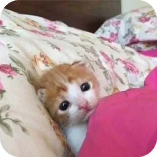 🐱 emoji Мягкие всратыши @meowkyit 2 Telegram sticker 5 of 30