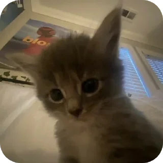Sticker from Мягкие всратыши @meowkyit 1