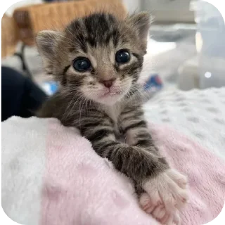 🐱 emoji Мягкие всратыши @meowkyit 2 Telegram sticker 22 of 30