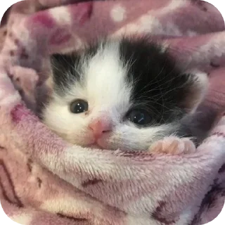 👍 emoji Мягкие всратыши @meowkyit 2 Telegram sticker 19 of 30