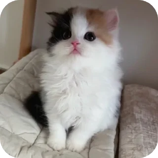 Sticker from Мягкие всратыши @meowkyit 1