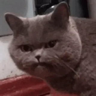 😠 emoji Роффломем — @stckrRobot Telegram sticker 23 of 69