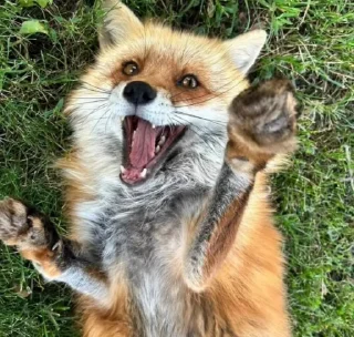 😃 emoji Лучьше стикеры - @lovesticers Telegram sticker 21 of 50
