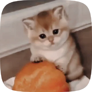 🐱 emoji Больше стиков тут: @stikery4 Telegram sticker 20 of 50