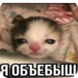 🫥 emoji Даун Telegram sticker 9 of 119