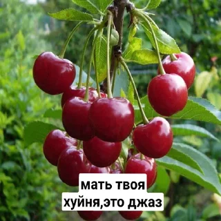 🍒 emoji даун @zagadochniyburgerdaun Telegram sticker 11 of 120