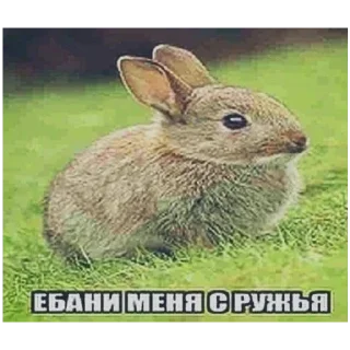 Sticker from Ватафак