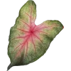 🌟 emoji ๑๑.. япон𝓊я хuён @oopsnahye ➡️ @Ctikerubot Telegram sticker 3 of 35