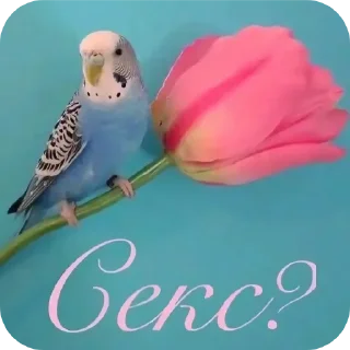 🐦 emoji Яблойд Telegram sticker 12 of 35