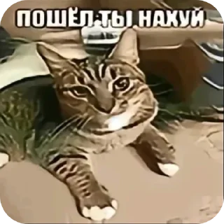 🐱 emoji Яблойд Telegram sticker 19 of 35