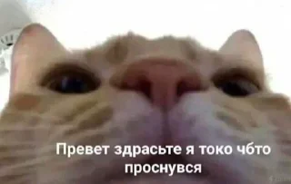 🙋‍♀ emoji Больше стикеров: @sticerru Telegram sticker 10 of 115