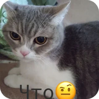 🐱 emoji Фроськаа Telegram sticker 5 of 18