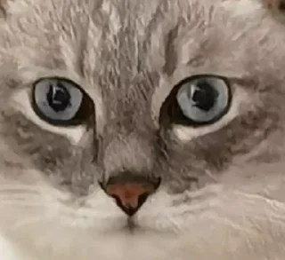 🌟 emoji Кубические котончики Telegram sticker 10 of 78