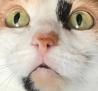 🌟 emoji Кубические котончики Telegram sticker 2 of 78