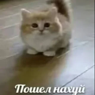😍 emoji яна солях Telegram sticker 13 of 81