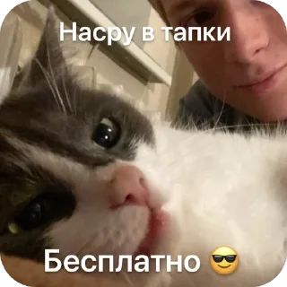 🫥 emoji Я гей Telegram sticker 16 of 44