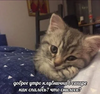 😇 emoji мои хорошие Telegram sticker 4 of 79