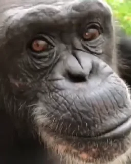 🐒 emoji Хорошие обезьяны — @stckrRobot Telegram sticker 12 of 27