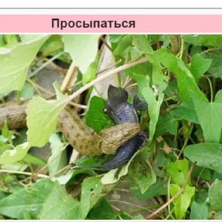 Sticker from Планета Гугл