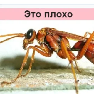 Sticker from Планета Гугл