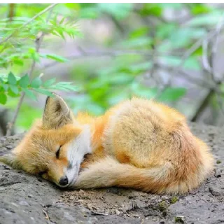😴 emoji лиси🦊 Telegram sticker 17 of 22