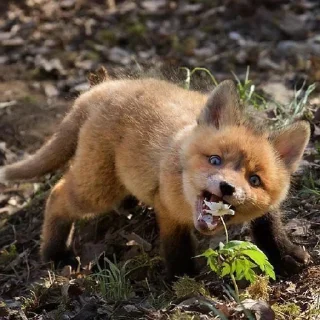 😳 emoji лиси🦊 Telegram sticker 16 of 22