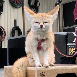 😡 emoji лиси🦊 Telegram sticker 1 of 22