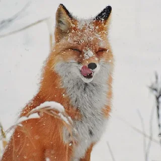 🤔 emoji лиси🦊 Telegram sticker 7 of 22