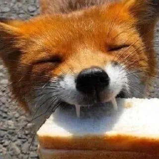 😜 emoji лиси🦊 Telegram sticker 22 of 22