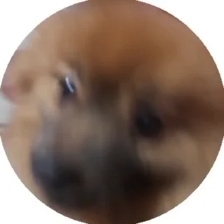 😜 emoji чёрный немец 🐶🇩🇪 Telegram sticker 11 of 61