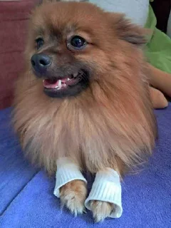 😘 emoji чёрный немец 🐶🇩🇪 Telegram sticker 24 of 61