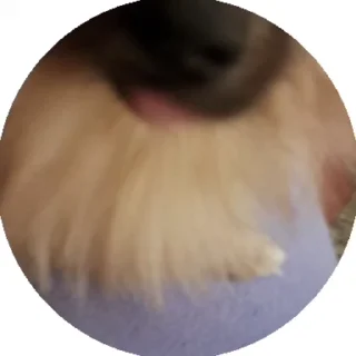 🥱 emoji чёрный немец 🐶🇩🇪 Telegram sticker 18 of 61