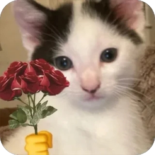 Sticker from Пикчи с котятк