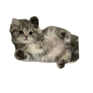 🐱 emoji Xiao_стикеры Telegram sticker 20 of 44
