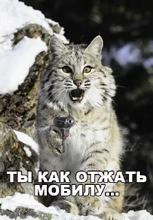 😻 emoji Special for… Telegram sticker 10 of 49