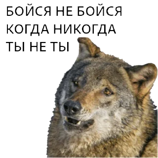Sticker from ВОЛК НЕ ВОРК