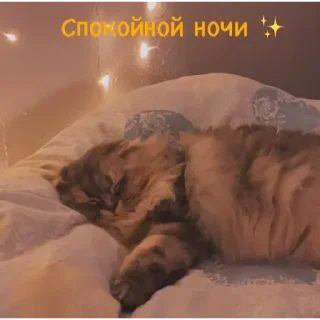 💟 emoji ✨🧡 Пух 🧡✨ Telegram sticker 15 of 30