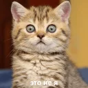 😳 emoji Забавные животные (@safthome) Telegram sticker 15 of 119