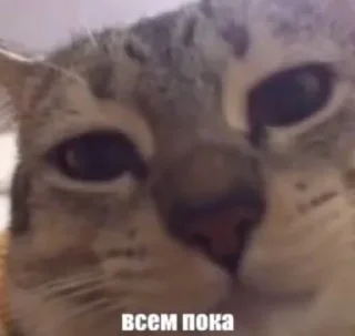 🌟 emoji котейки Telegram sticker 15 of 35
