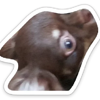 🐶 emoji Убей меня Telegram sticker 12 of 47