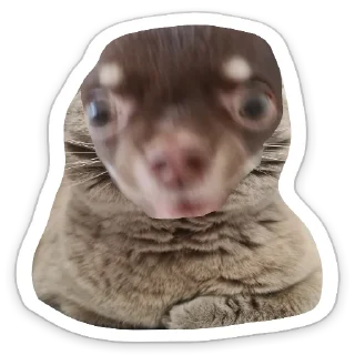 🐶 emoji Убей меня Telegram sticker 21 of 47