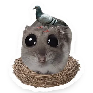 🪹 emoji Хомяк Telegram sticker 16 of 91