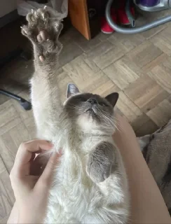 ✋ emoji чами лучший котик Telegram sticker 6 of 35