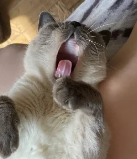 😛 emoji чами лучший котик Telegram sticker 20 of 35